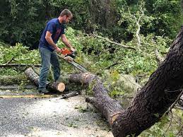 Why Choose Our Tree Removal Services in Salt Lake City, UT?